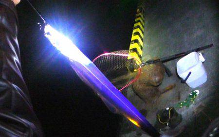 焼津港　連日太刀魚の釣果